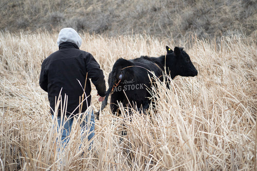 Farmer Assisting Calving 117298