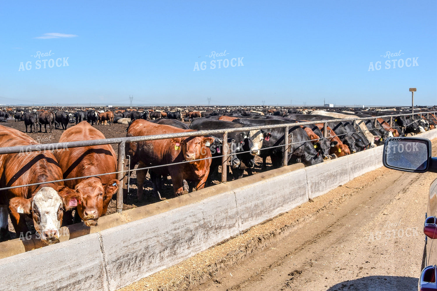 Diverse Cattle Eating From Feed Bunk in Feedlot Pen 56462