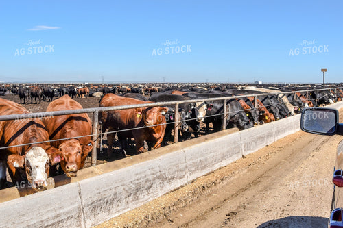 Diverse Cattle Eating From Feed Bunk in Feedlot Pen 56462