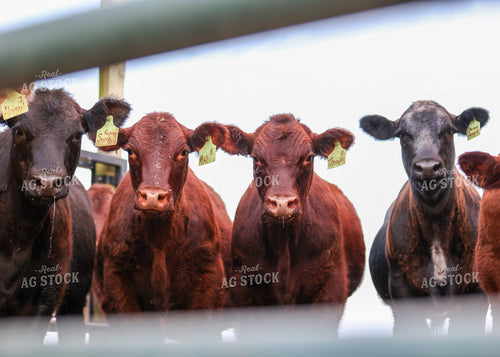 Cattle on Pasture 160210