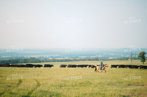 Rancher Herding Angus Cattle in Grassy Pasture on Horseback 125134