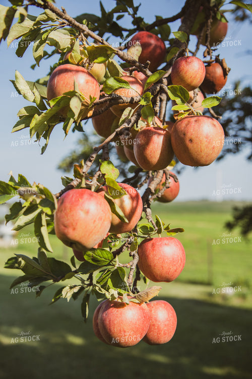 Apples 67815