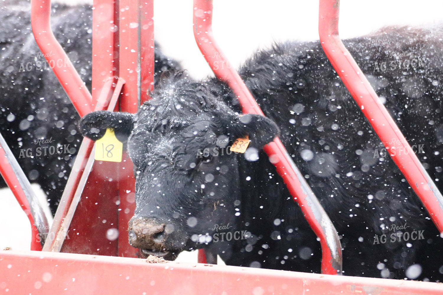 Angus Cattle in Snow 82369