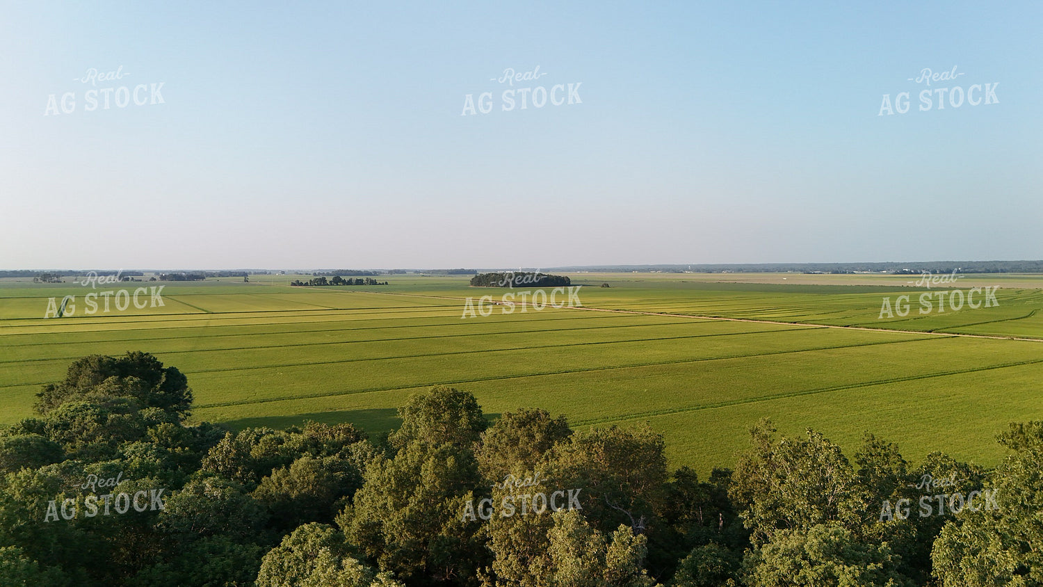Aerial of Rice Field 267003
