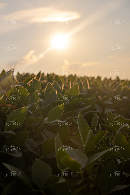 Midseason Soybean Field 279010