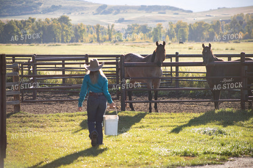 Female Rancher Feeding Horses 117092