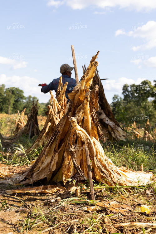 Curing Tobacco in Field 52548