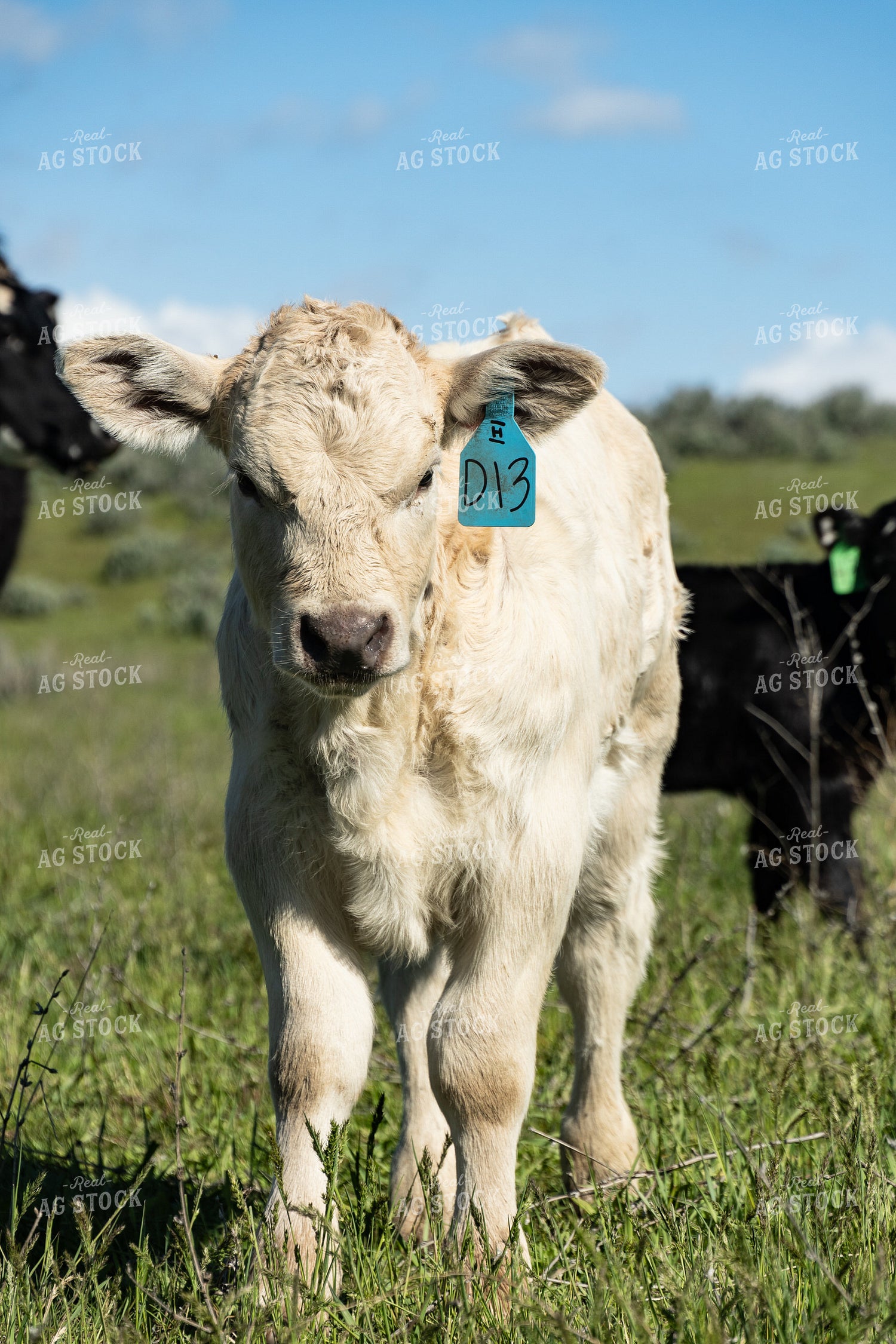 Calves on Pasture 65633