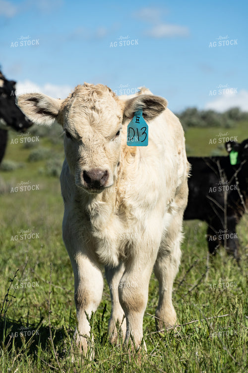 Calves on Pasture 65633