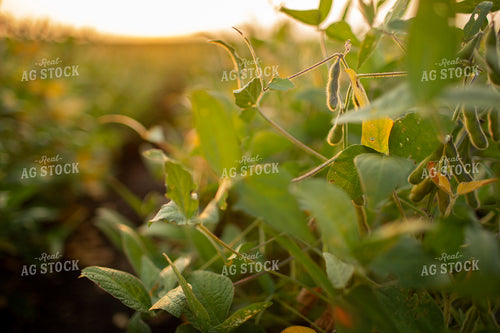 Soybeans - Mid-Season 2371