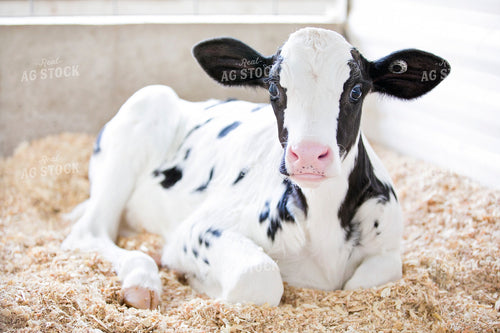Holstein Calf 55122
