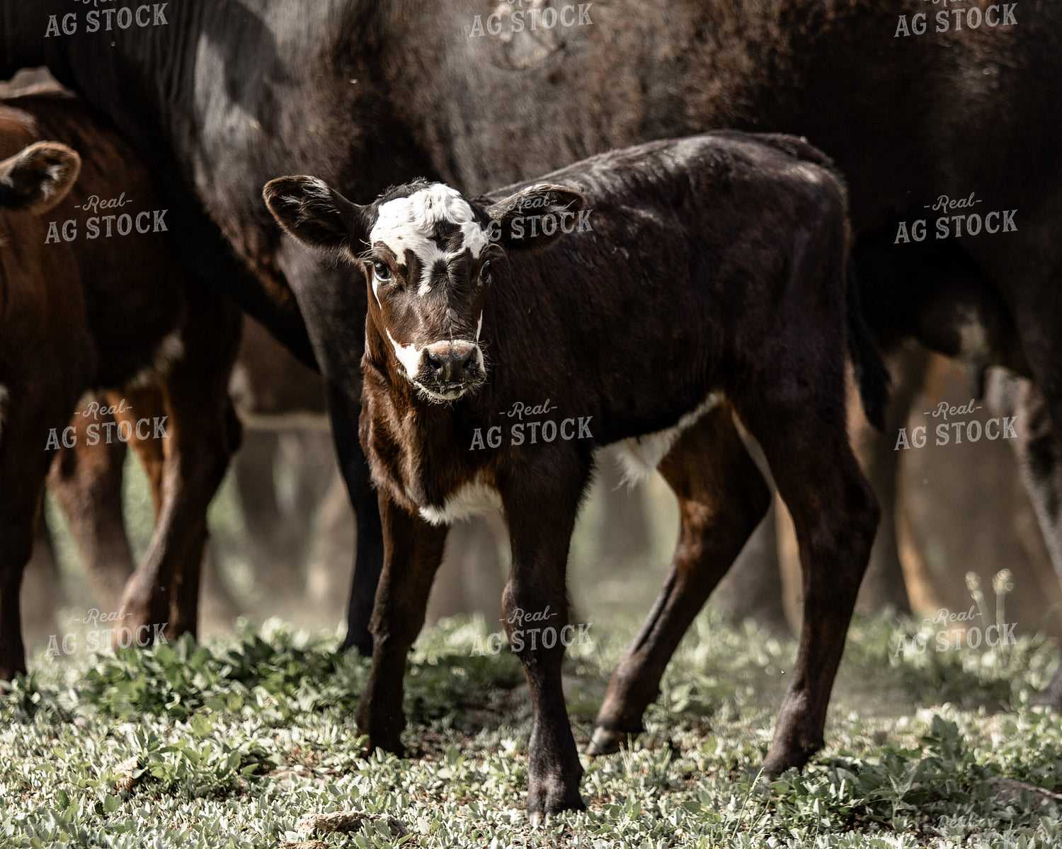 Calf 188101
