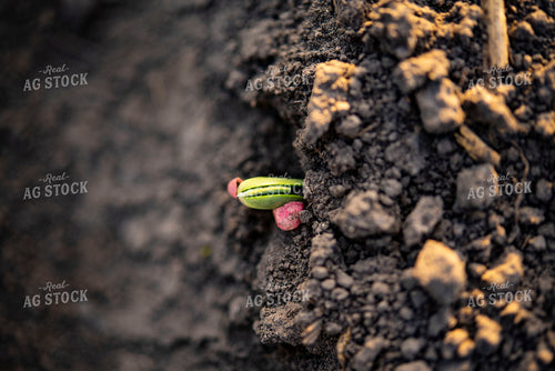 Soybean Emerges from Ground with Seed Coat Remaining 136014