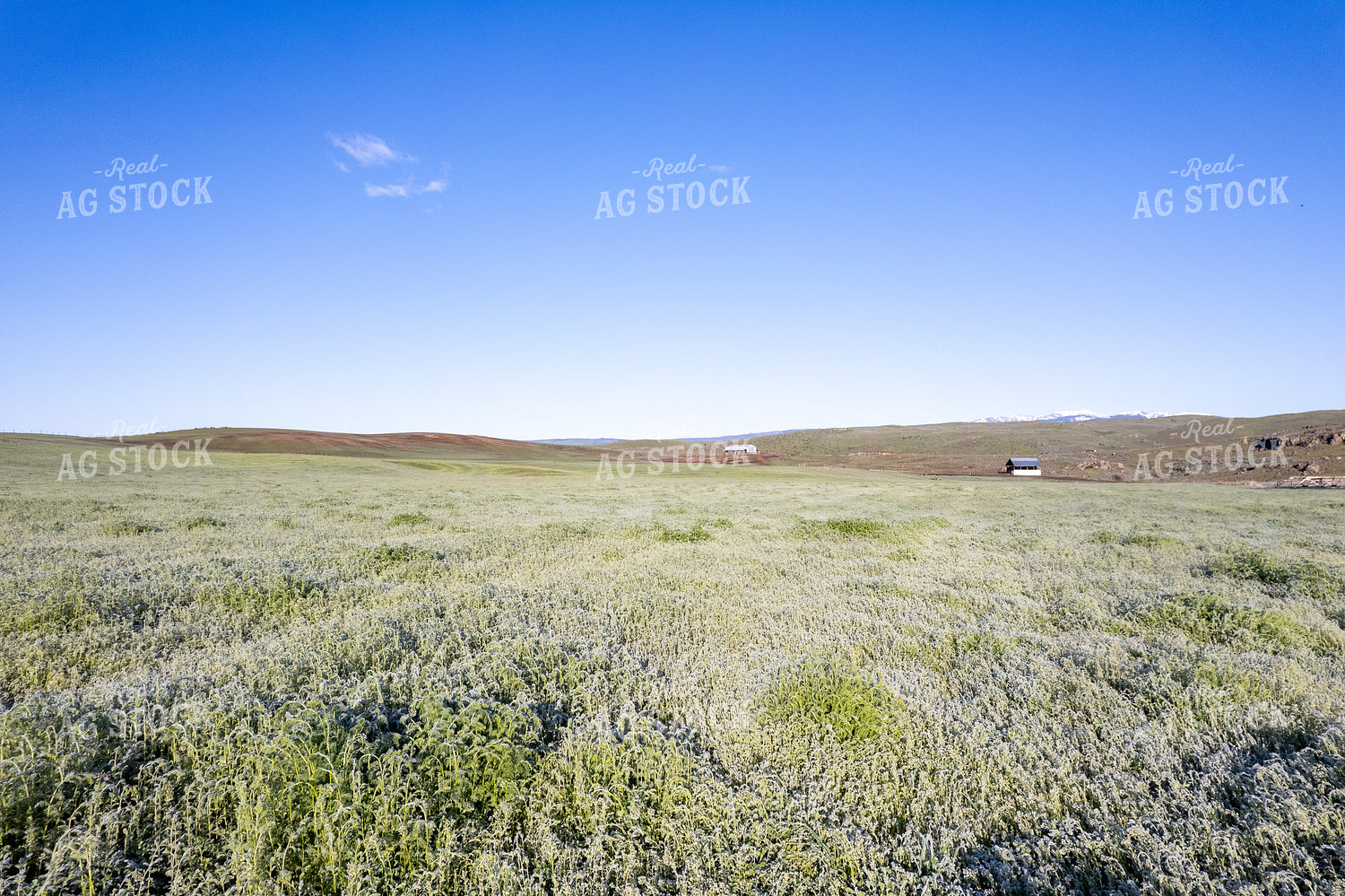 Frost on Hay Field 65738