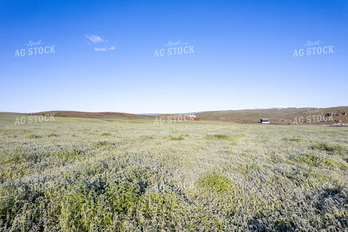 Frost on Hay Field 65738