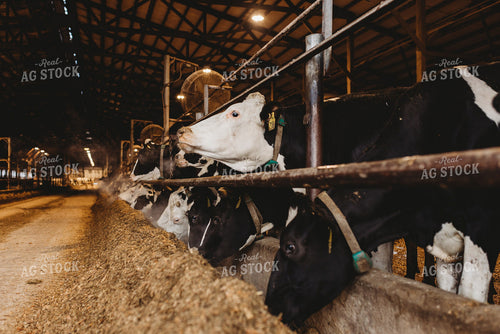 Holstein Cattle in Open Air Barn 152236