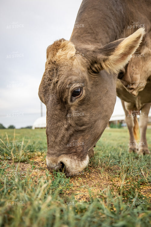 Brown Swiss Cow 270326