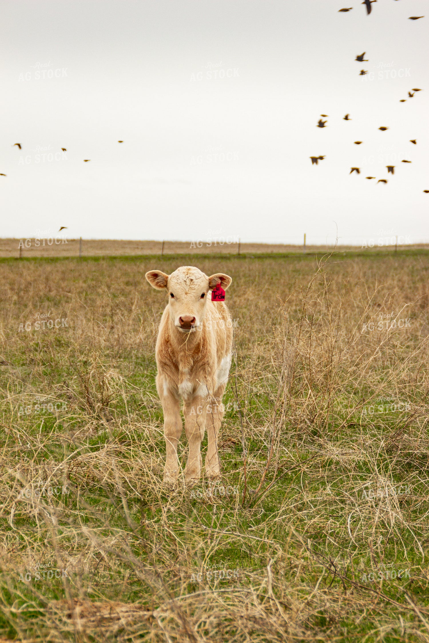 Calf 155133