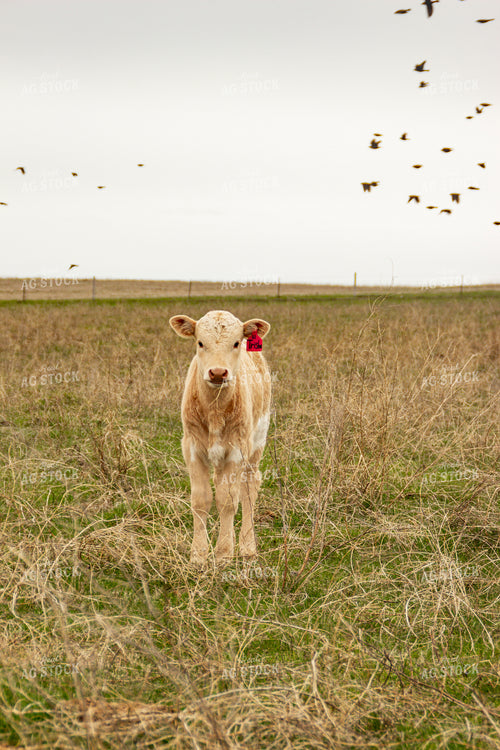 Calf 155133