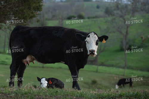 Cow Calf Pair 189065