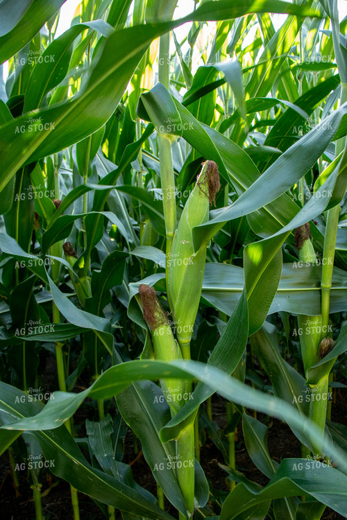 Green Corn Field 67135