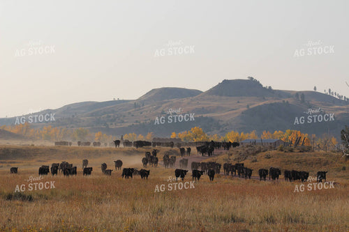Angus Cattle in Pasture 63016