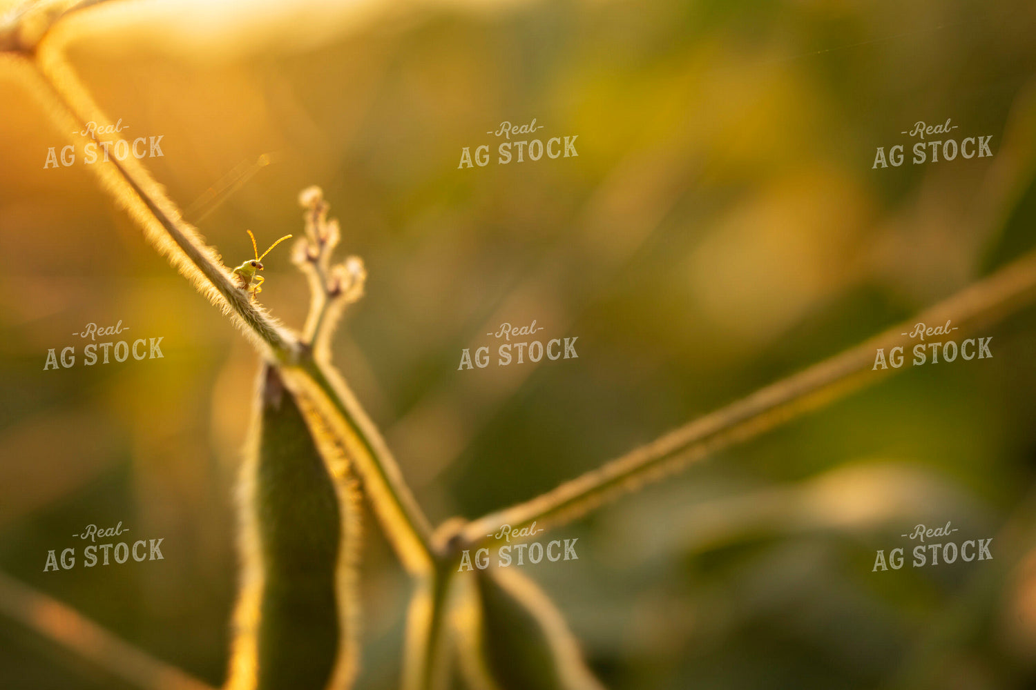 Soybeans - Mid-Season 2389
