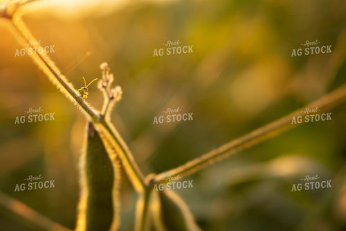 Soybeans - Mid-Season 2389