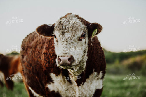 Hereford Bull 301001