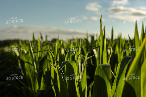 Corn Leaves 104000