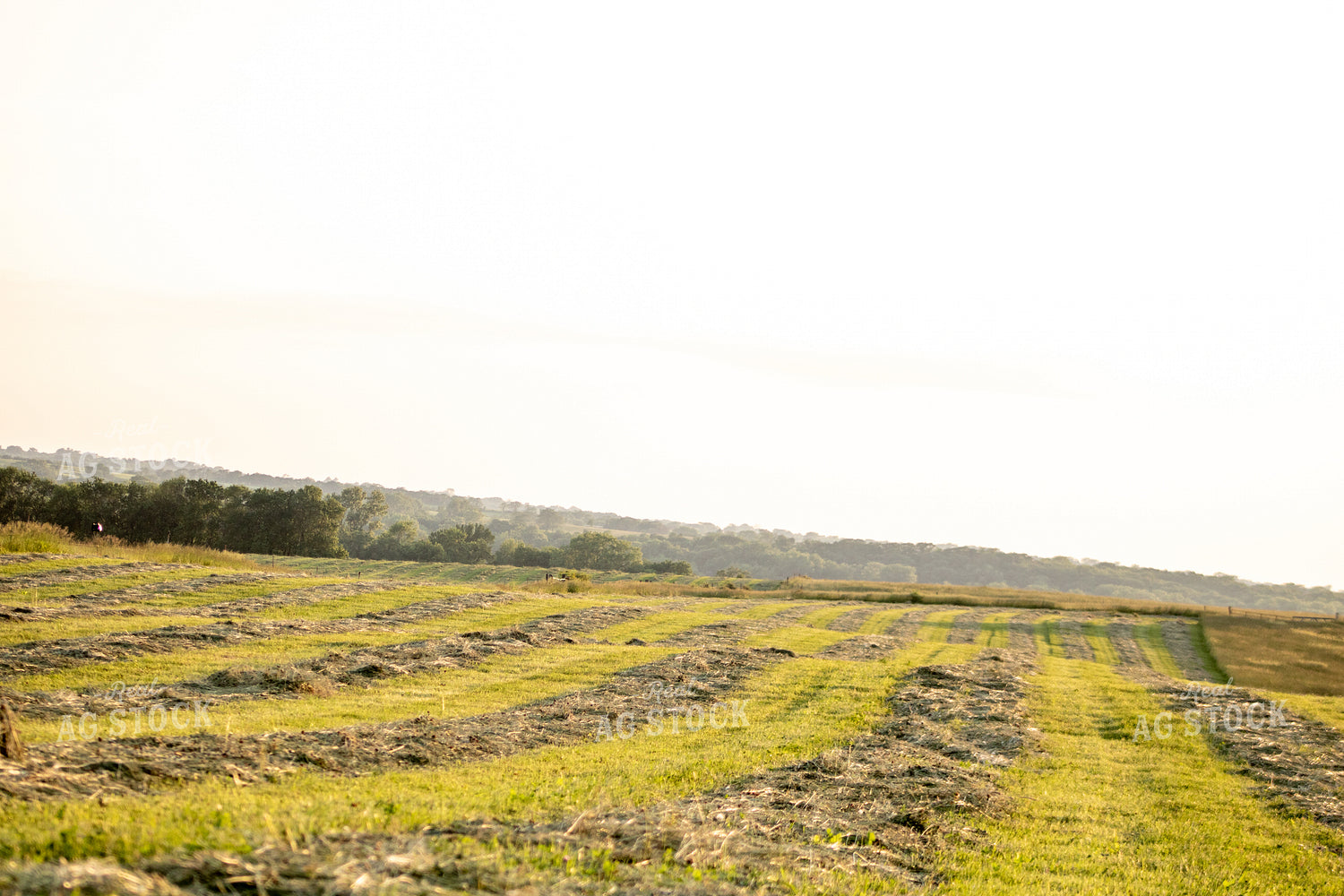 Scenic Hay Field 214244