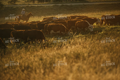 Rancher and Cattle in Pasture 6411