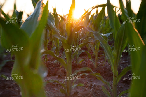 Corn - Mid-Season 1241