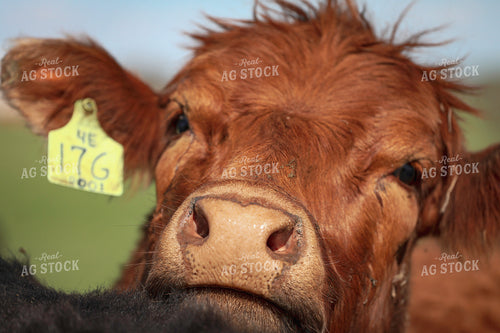 Red Angus Cattle on Pasture 160391
