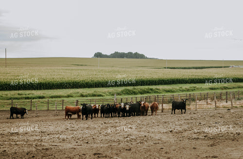 Cows in Pasture 77095