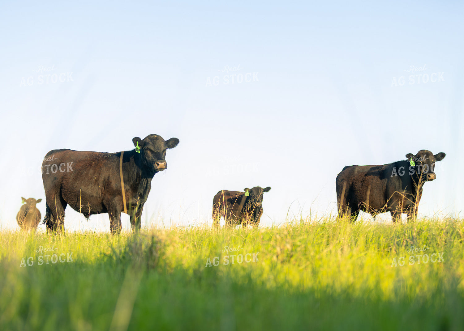 Cattle on Pasture 264032