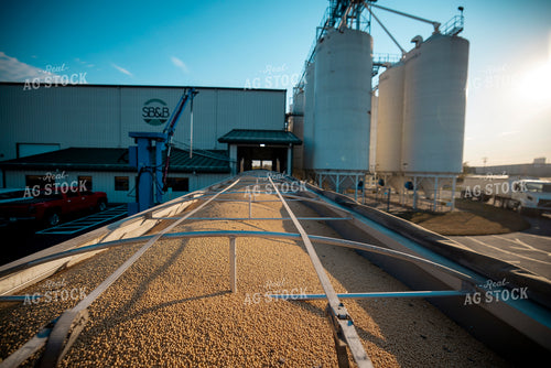Harvested Soybeans in a Trailer at Elevator 250052
