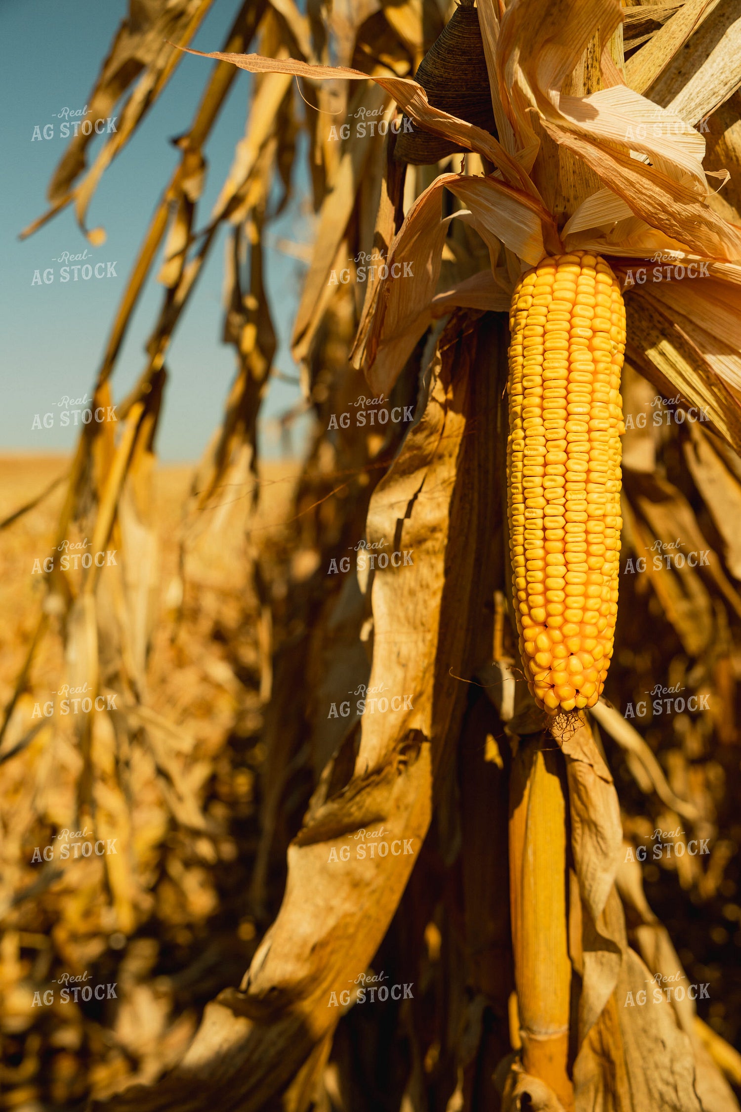 Dried Ear of Corn 114068