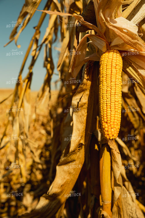 Dried Ear of Corn 114068