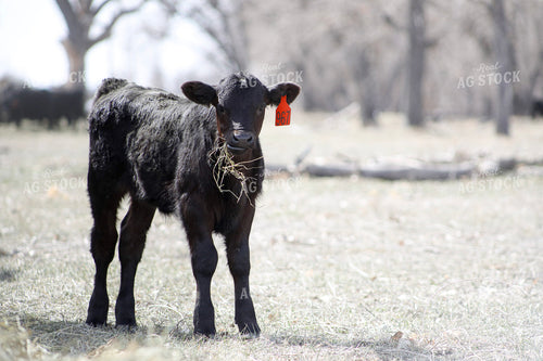 Angus Calf Eating Hay 117185