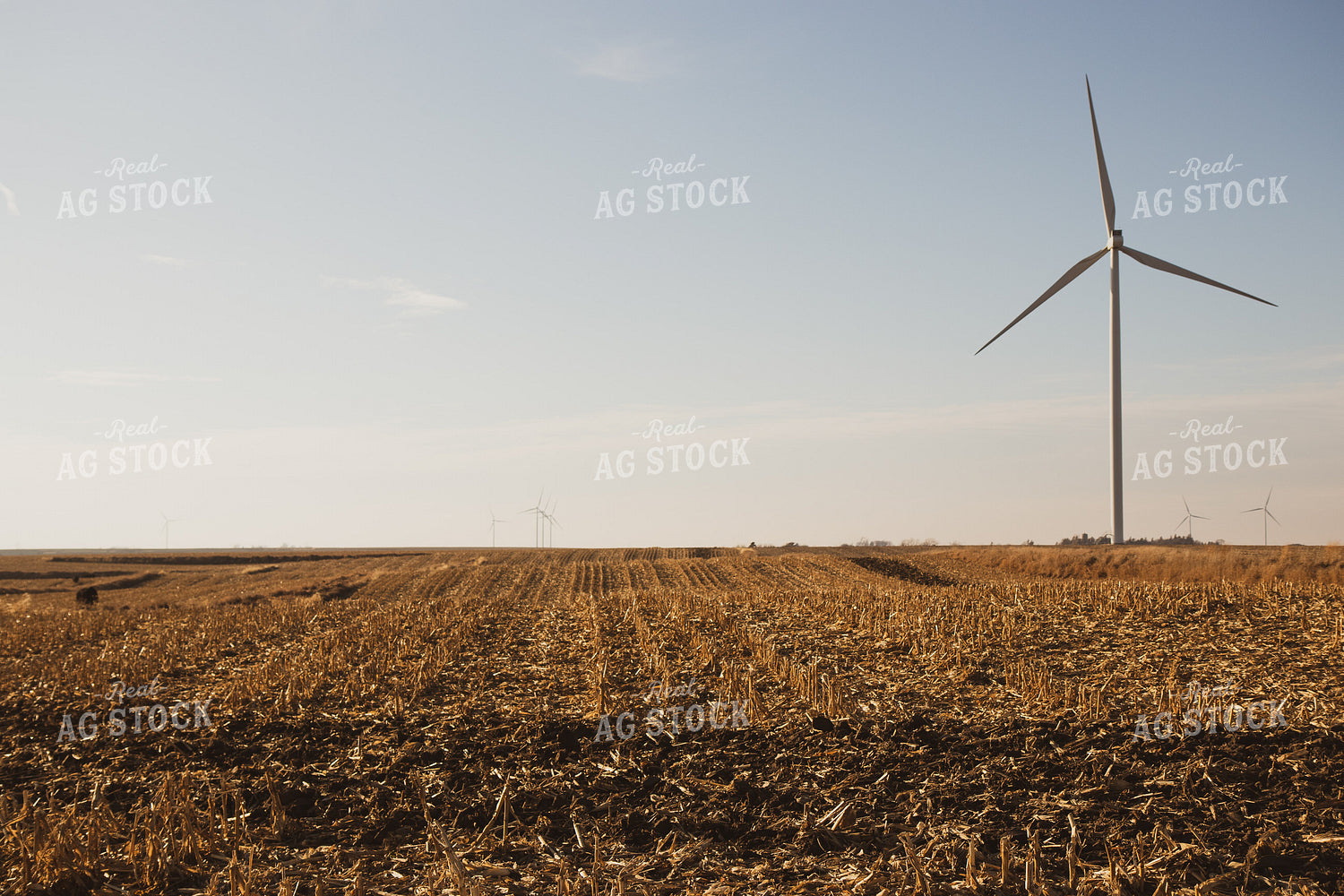 Harvested Corn Field 67234