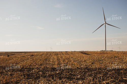 Harvested Corn Field 67234