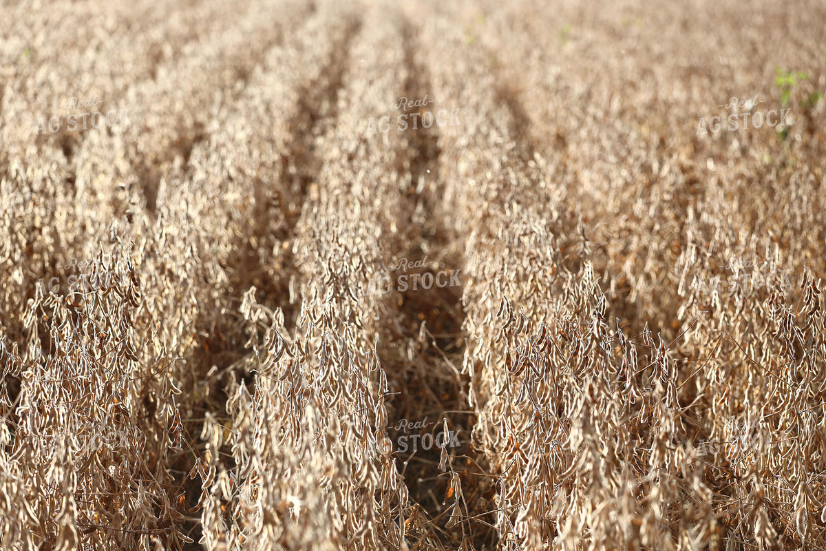 Dried Soybean Field 141815
