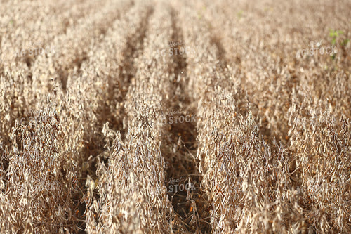 Dried Soybean Field 141815