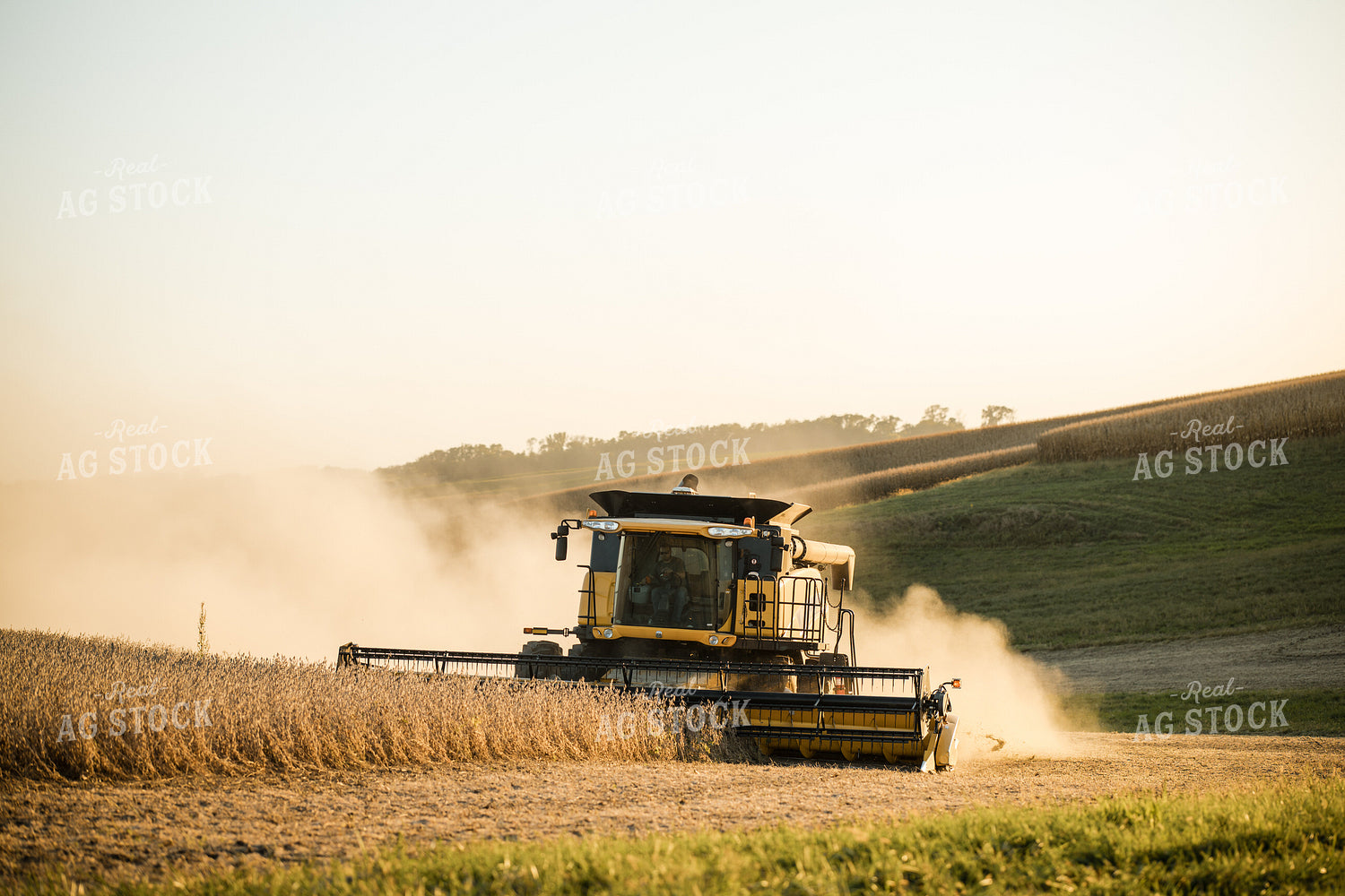 Soybean Harvest 215134