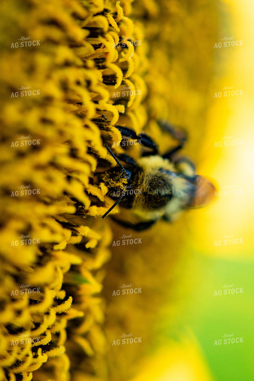 Bee on Sunflower 136080