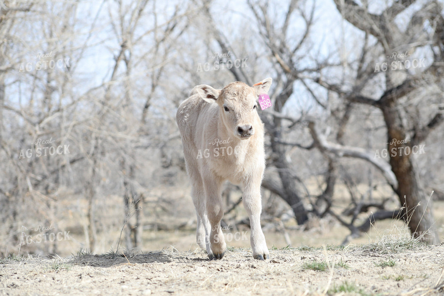 Charlois Calf 117179