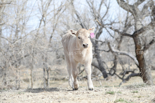 Charlois Calf 117179