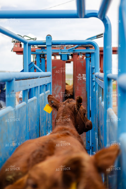 Cattle in Chute 97206