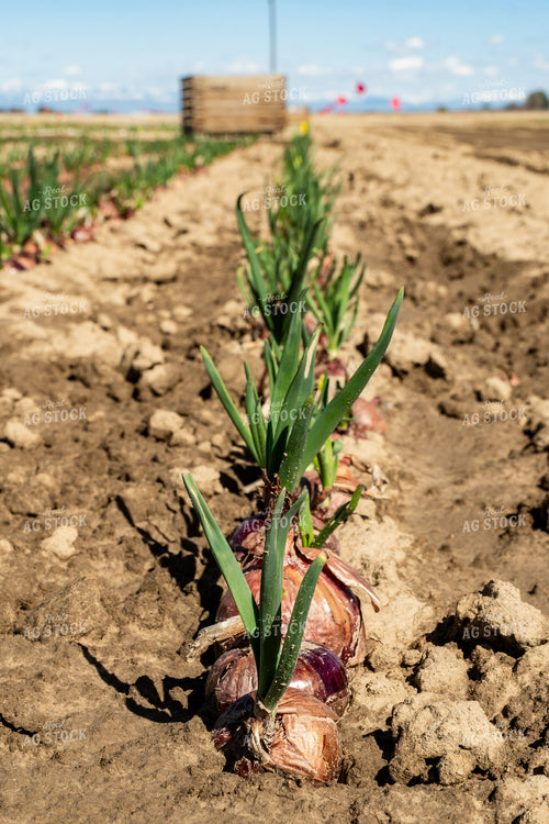 Onion Field 65662